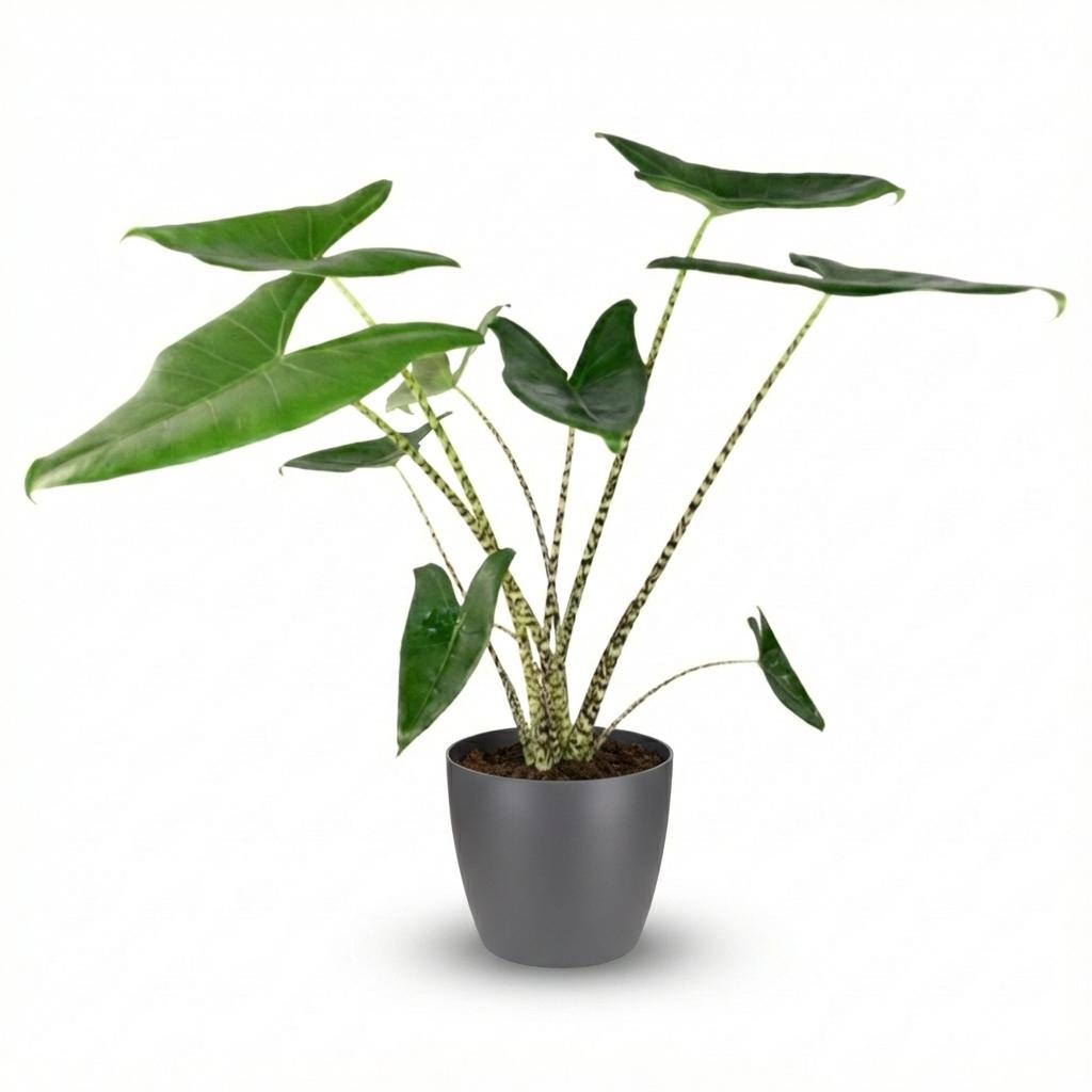 Olifantsoor, groene bladeren