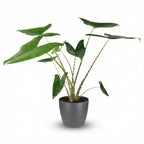 Olifantsoor, groene bladeren