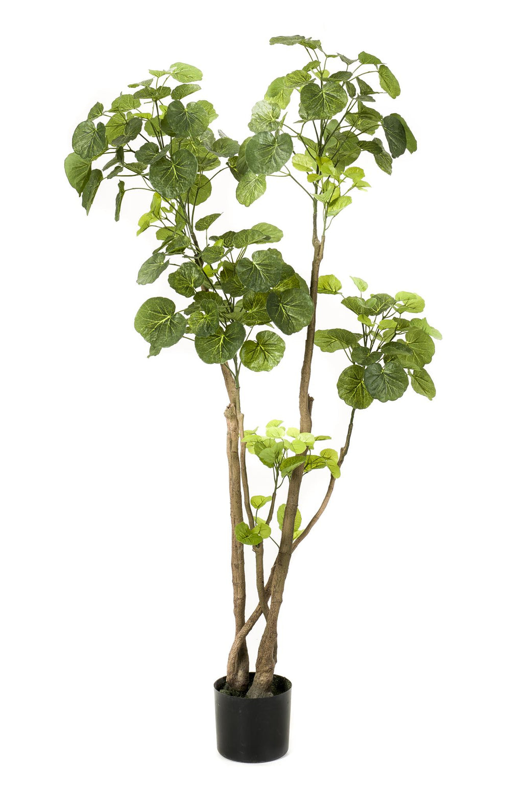 Kunstplant Polyscias aralia, dicht bebladerde takken, 135 cm, plant in pot
