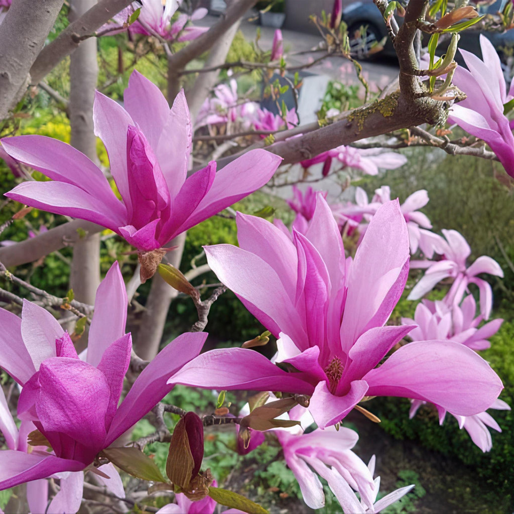 Magnolia Susan, 30 cm hoog, kenmerkend blad