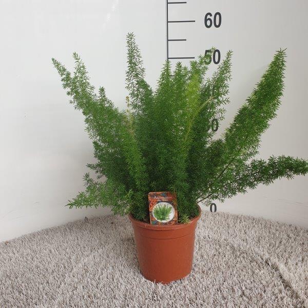 Productafbeelding van Pureplant