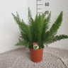 Asparagus D. Meyers