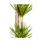 Dracaena Marginata Green, detail van het blad