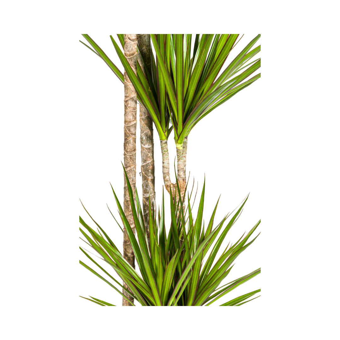 Dracaena Marginata Green, detail van het blad