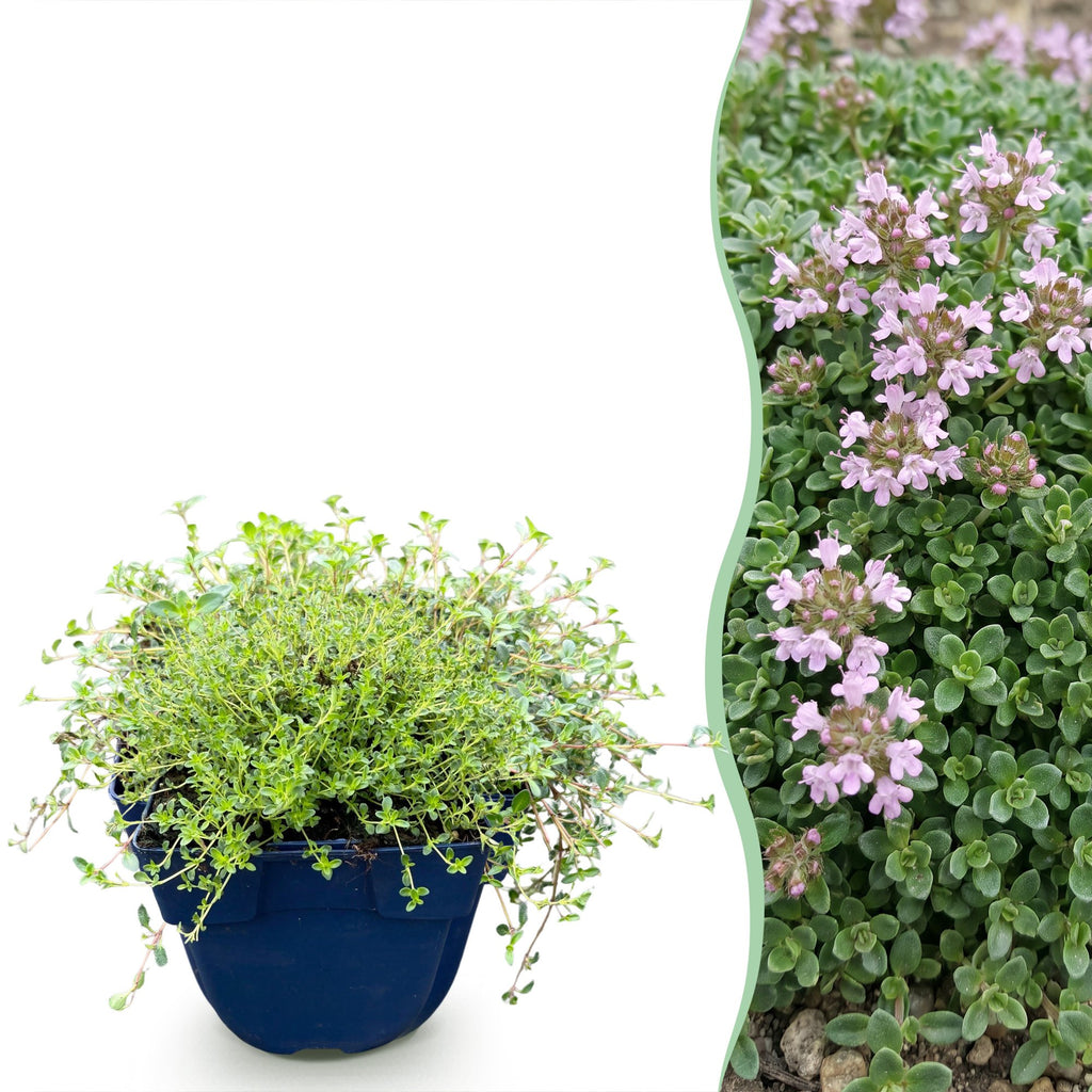 Thymus praecox Minor - KruipTijm - Geurend - Roze, plant in pot