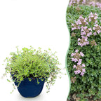 Thymus praecox Minor - KruipTijm - Geurend - Roze, plant in pot