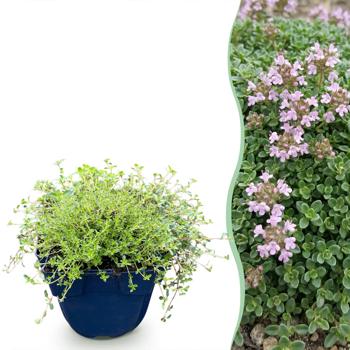 Thymus praecox Minor - KruipTijm - Geurend - Roze, plant in pot