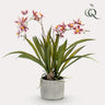 Kunstplant - Orchidee - Bordeaux