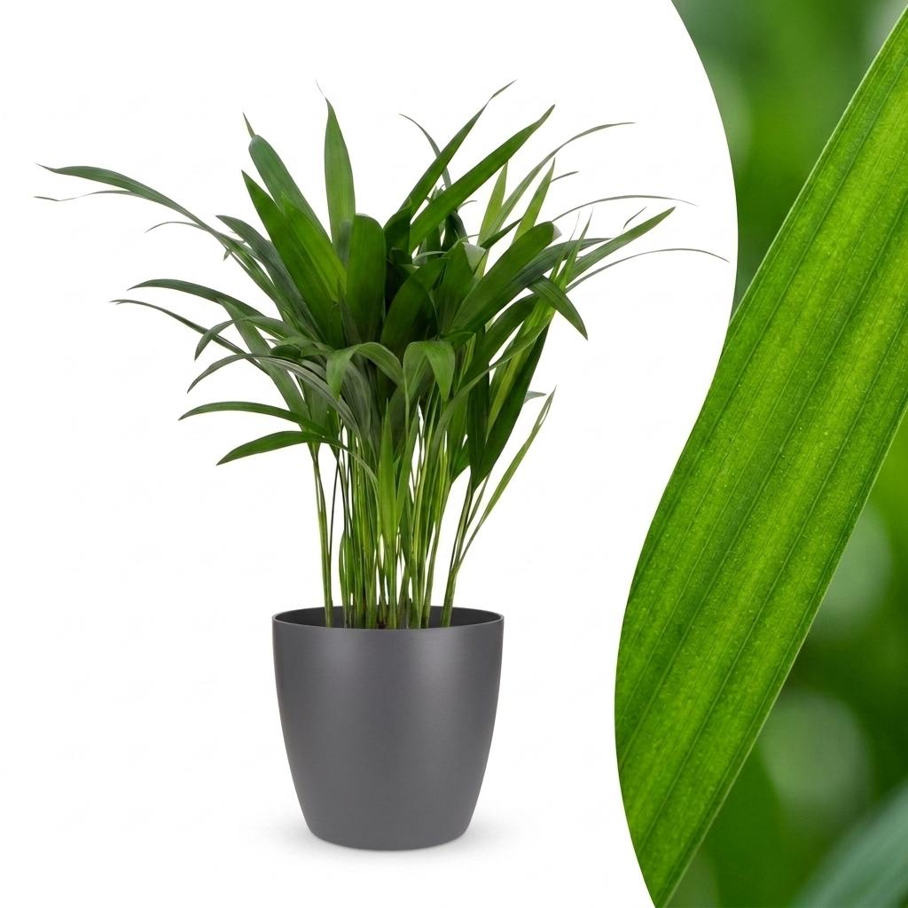 Areca Lutescens - Goudpalm met grijze pot, detail van het blad