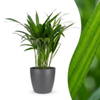 Areca Lutescens - Goudpalm met grijze pot, detail van het blad