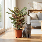 Pauwenplant (Calathea Makoyana) met witte pot, kenmerkend blad