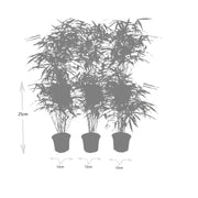 Fargesia rufa, bladhoudende bamboe voor de tuin (6x)