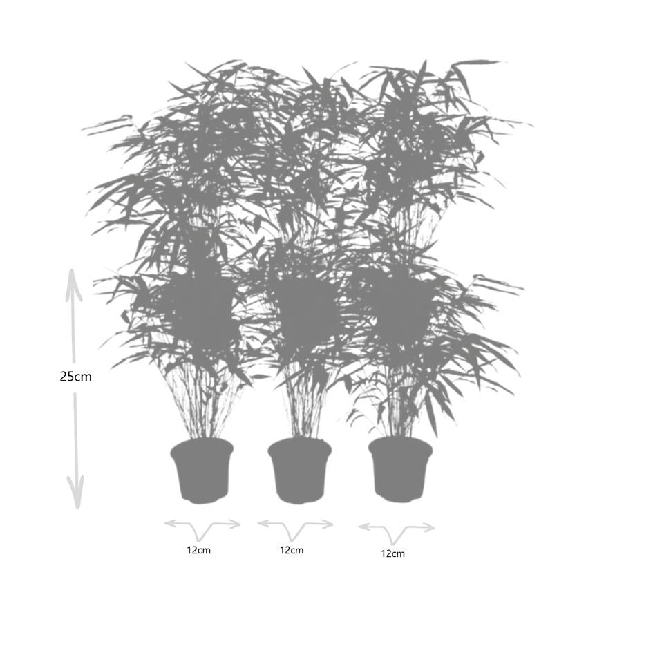 Fargesia rufa, bladhoudende bamboe, 25 cm hoog, set van 6, groeiwijze van de plant