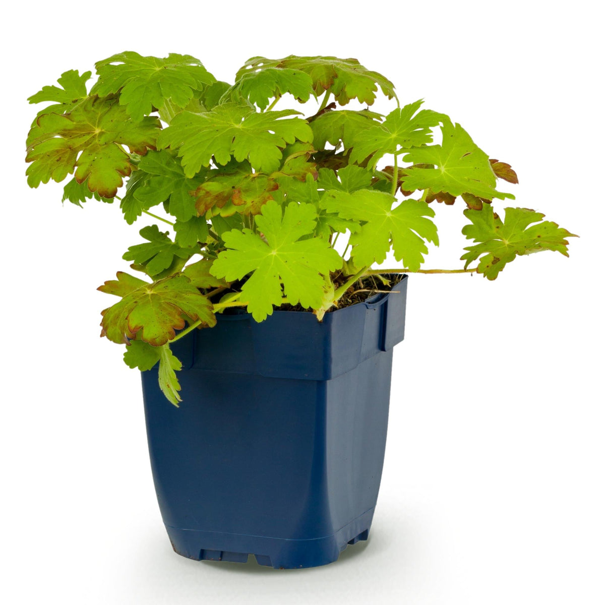 Geranium macrorrhizum - Ooievaarsbek - Bodembedekkend - Roze, roze bloeiende bodembedekker