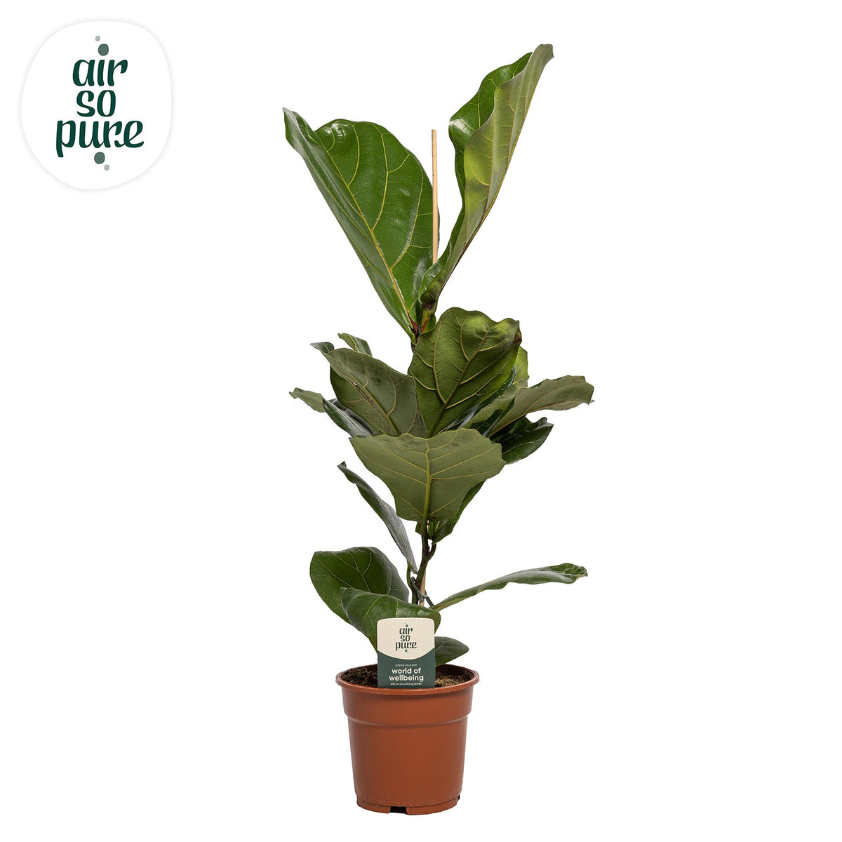 Productfoto van Ficus Lyrata
