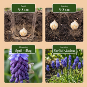 Breedbladig blauw druifje Muscari latifolium, foto 4