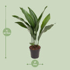 Detailfoto van Aspidistra Elatior