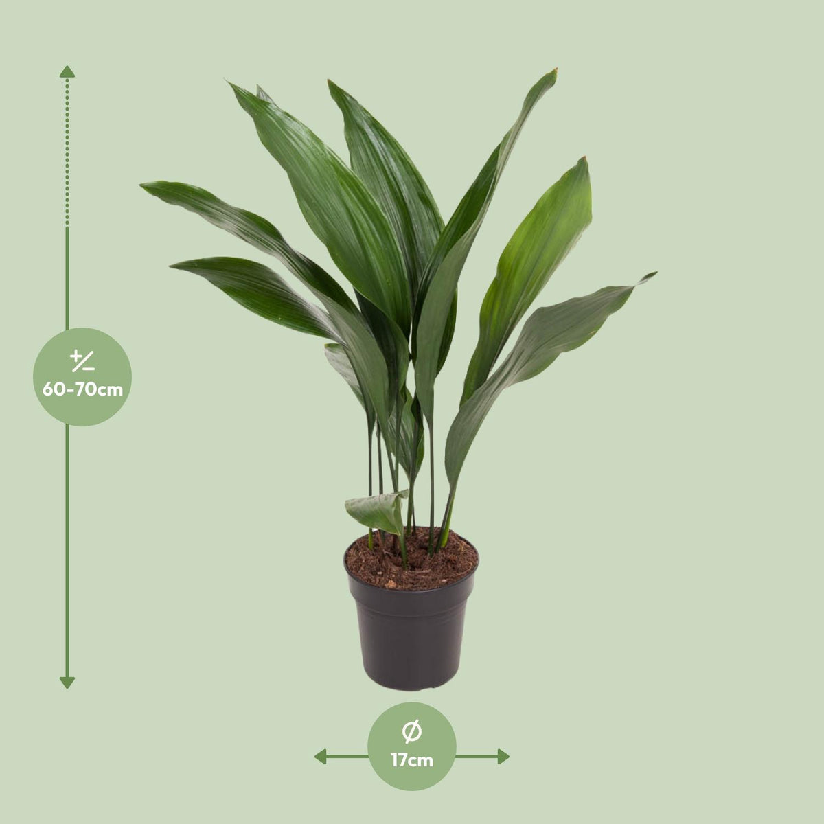 Detailfoto van Aspidistra Elatior