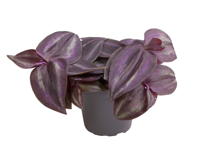 Tradescantia Purple Joy - Tradescantia Purple Joy - Paars - Roze - Tropisch - Ø6cm - ↕5cm