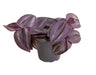 Tradescantia Purple Joy - Tradescantia Purple Joy - Paars - Roze - Tropisch - Ø6cm - ↕5cm