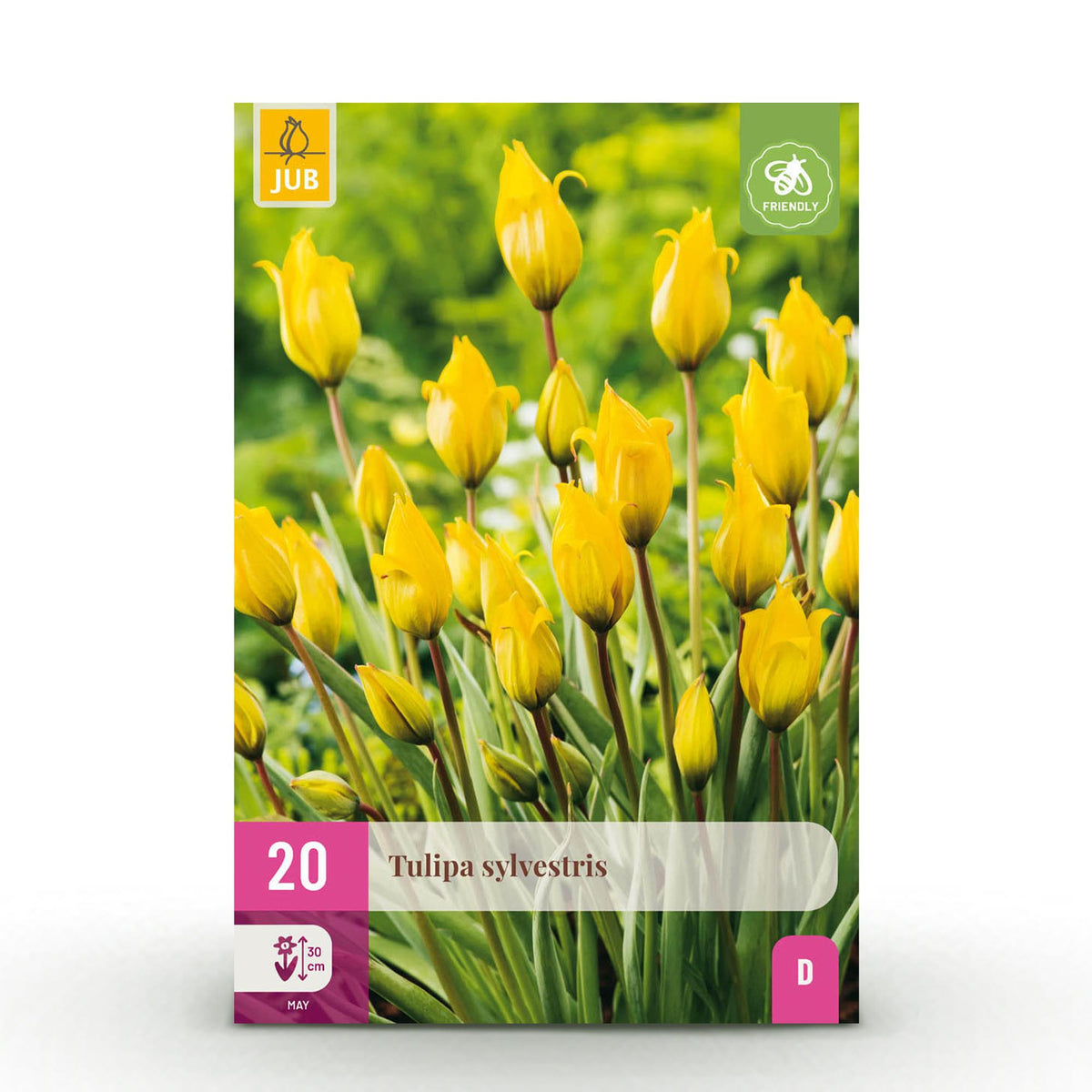 Tulp Sylvestris, detail van het blad