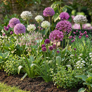 Sierui bloembollen Bulb Garden Allium, foto 2