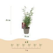 6x Fargesia nitida Red Dragon