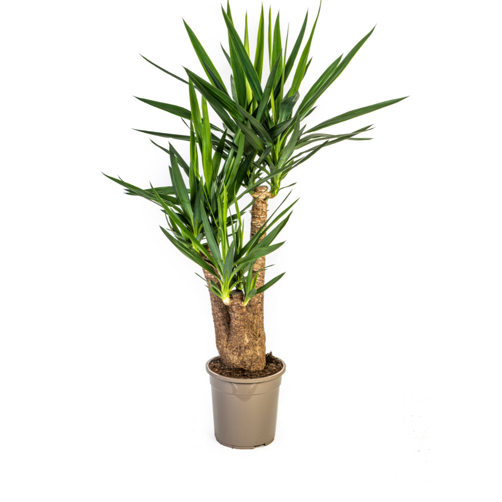 Yucca Elephantipes Vertakt, plant in pot