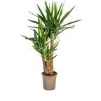 Yucca Elephantipes Vertakt, plant in pot
