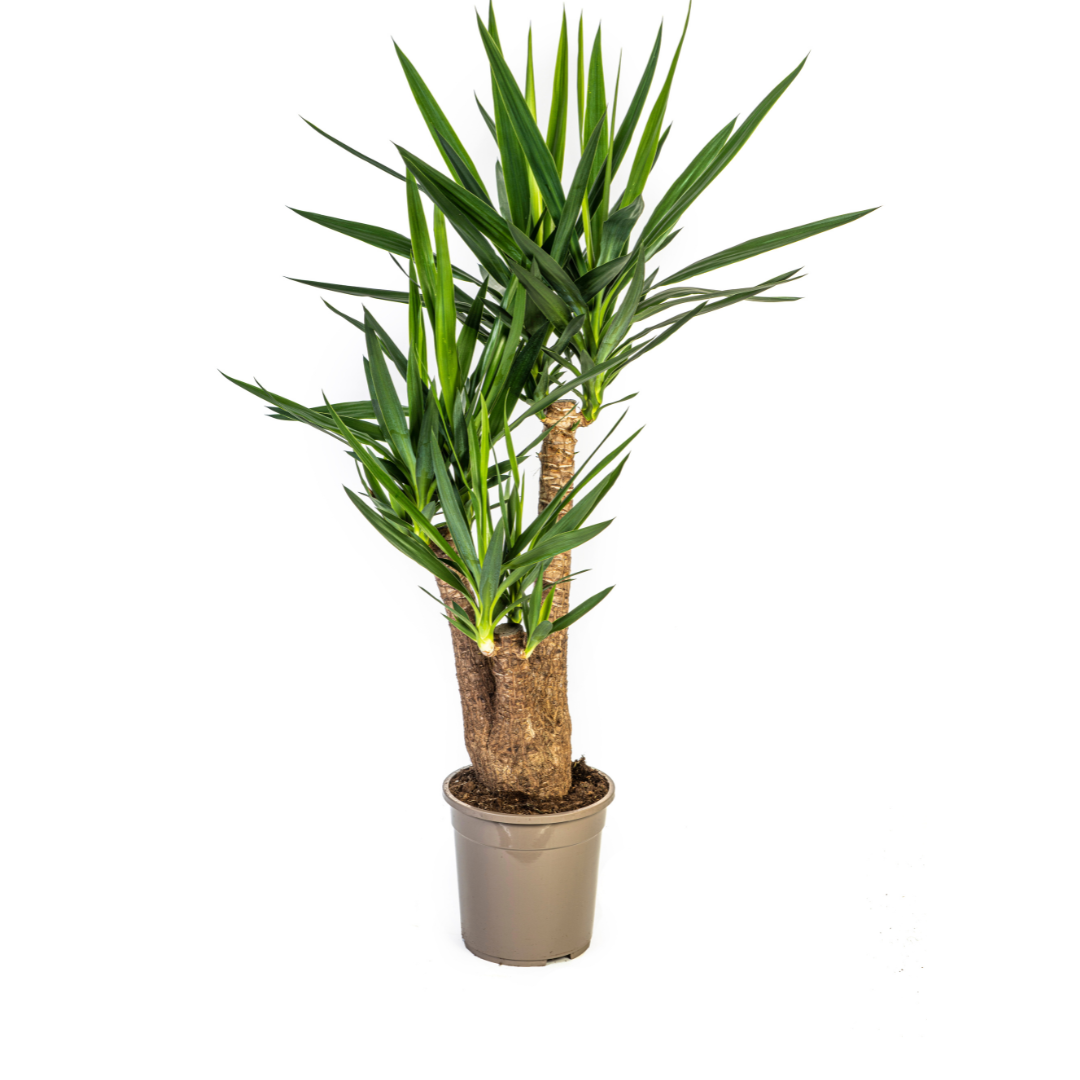 Yucca Elephantipes Vertakt, plant in pot