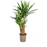 Yucca Elephantipes Vertakt