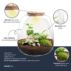Planten terrarium - Emma - DIY kit - Hedera, roze, detail van het blad