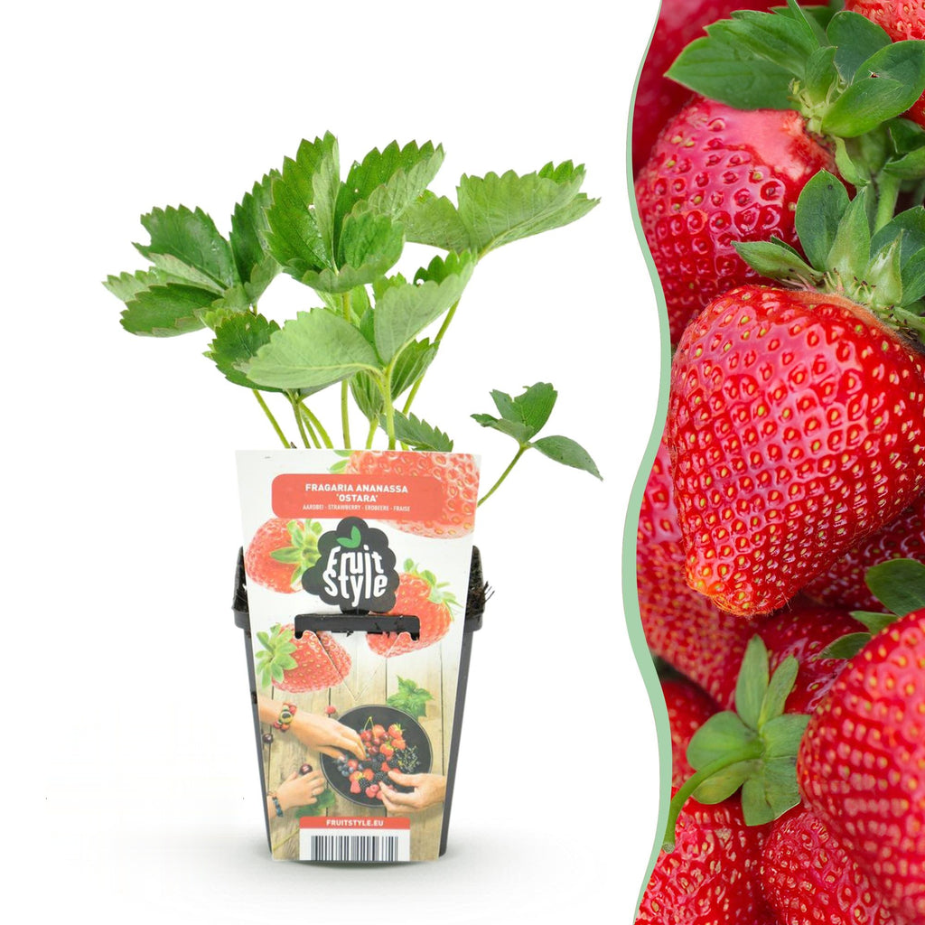 Aardbei Fragaria Maxim, plant in pot