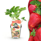 Aardbei Fragaria Maxim, plant in pot