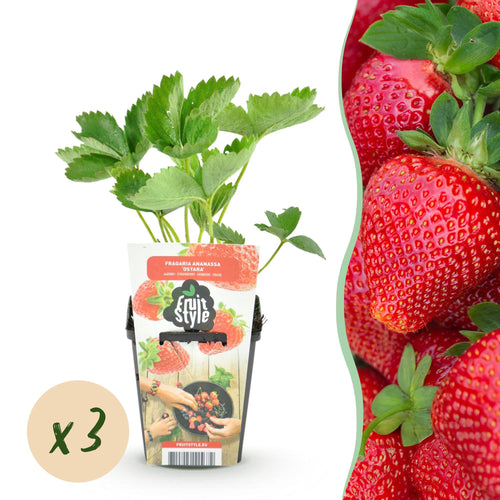 Aardbei Fragaria Maxim, plant in pot
