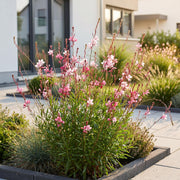Gaura lindh. Florgauros - Prachtkaars - Bijen- en vlinderlokkers - Roze - 6 Planten