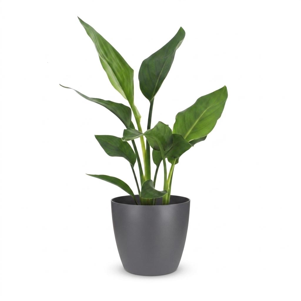 Strelitzia Reginea - Paradijsvogelbloem met grijze pot, detail van het blad