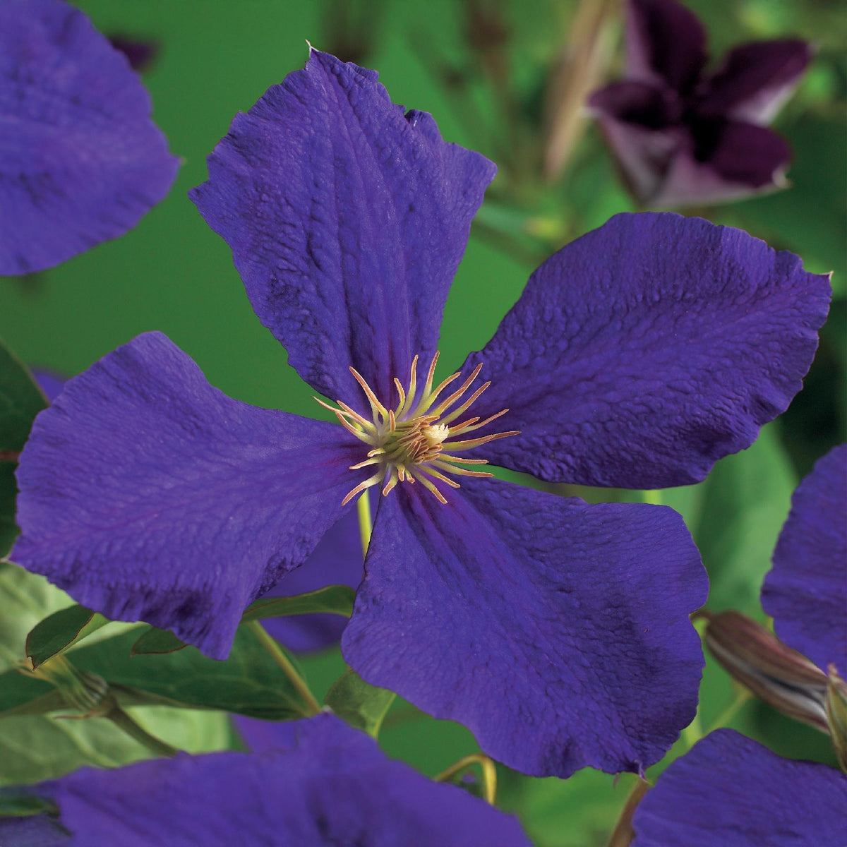 Clematis Jackmanii, detail van het blad