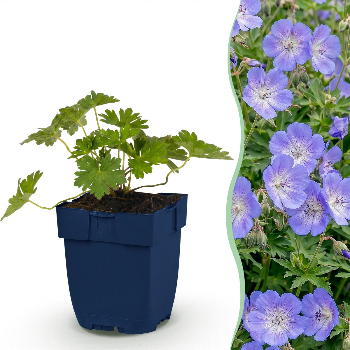 Ooievaarsbek 'Rozanne', met blauwe bloemen, detail van het blad