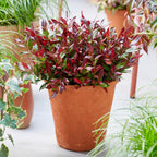 Leucothoe Little Flame, kenmerkend blad