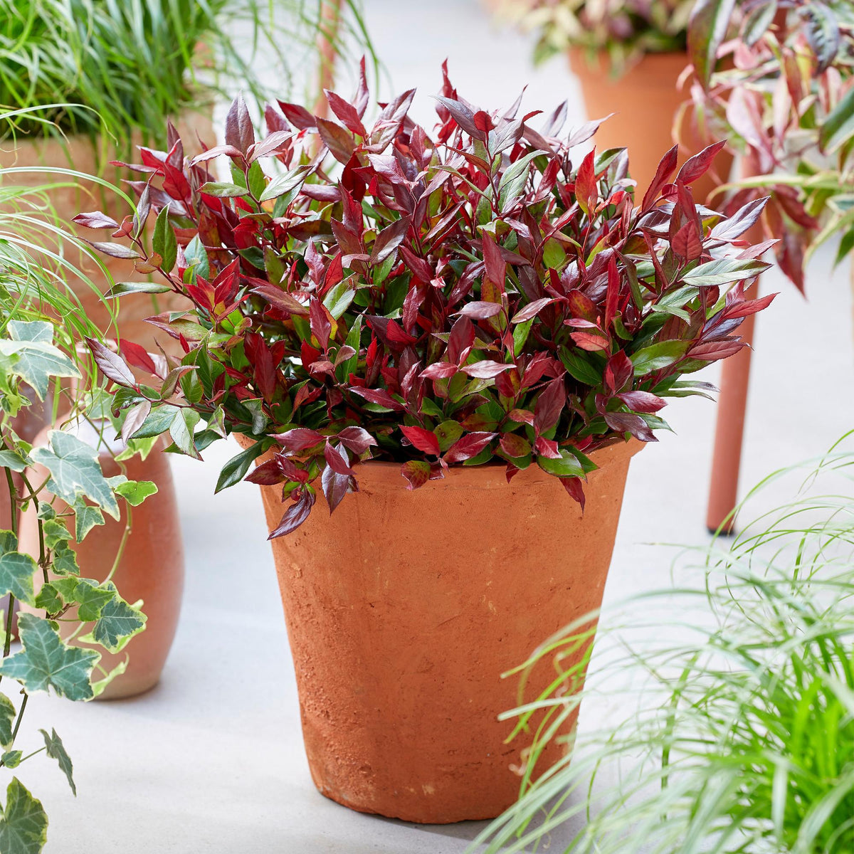 Leucothoe Little Flame, kenmerkend blad