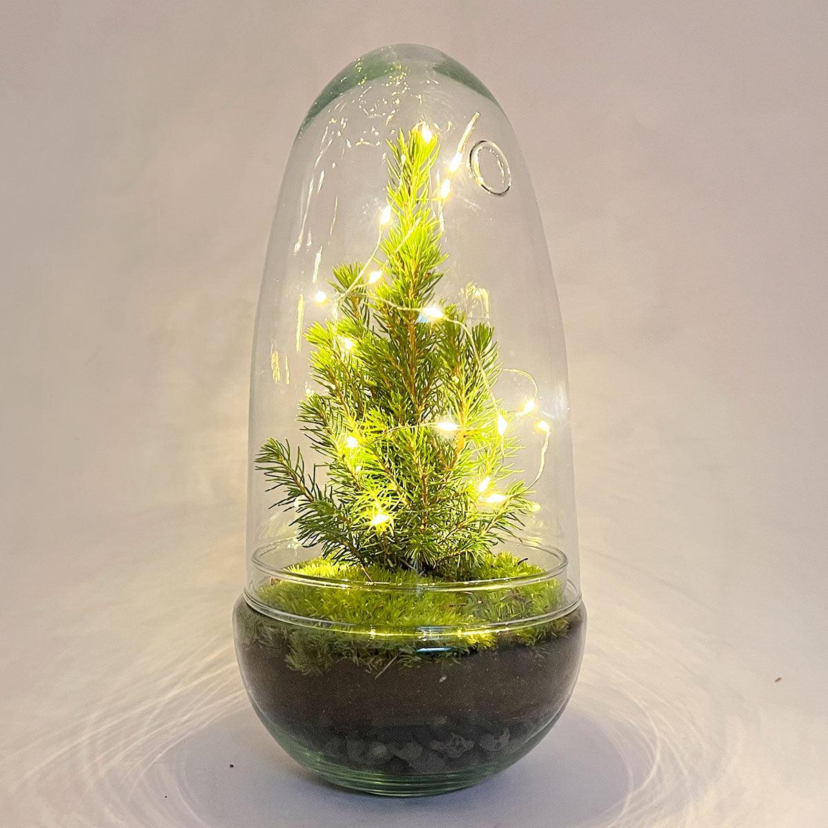 Detailfoto van DIY terrarium - Egg Christmas - Kerst decoratie
