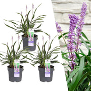 Liriope muscari &