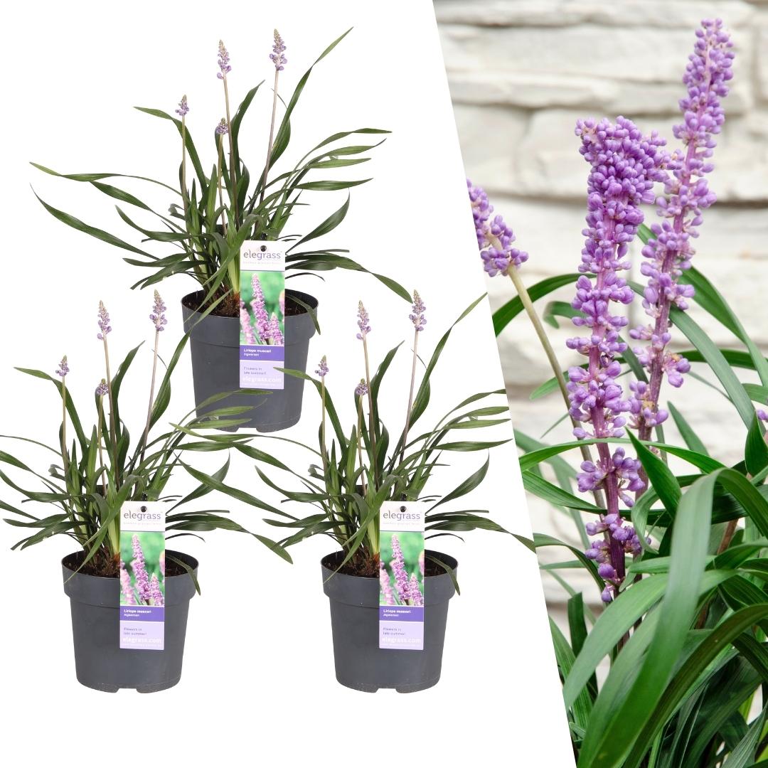 Liriope muscari 'Ingwersen', 25 cm hoog, kenmerkend blad