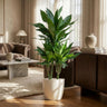 Dracaena Janet Lindt met witte pot