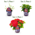 Hortensia Hydrangea Forever & Ever rood, groene bladeren