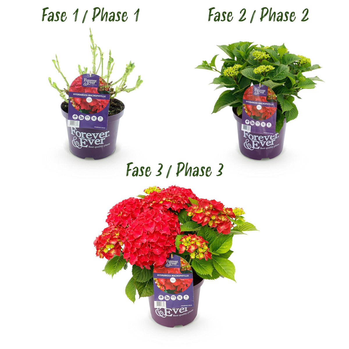 Hortensia Hydrangea Forever & Ever rood, groene bladeren