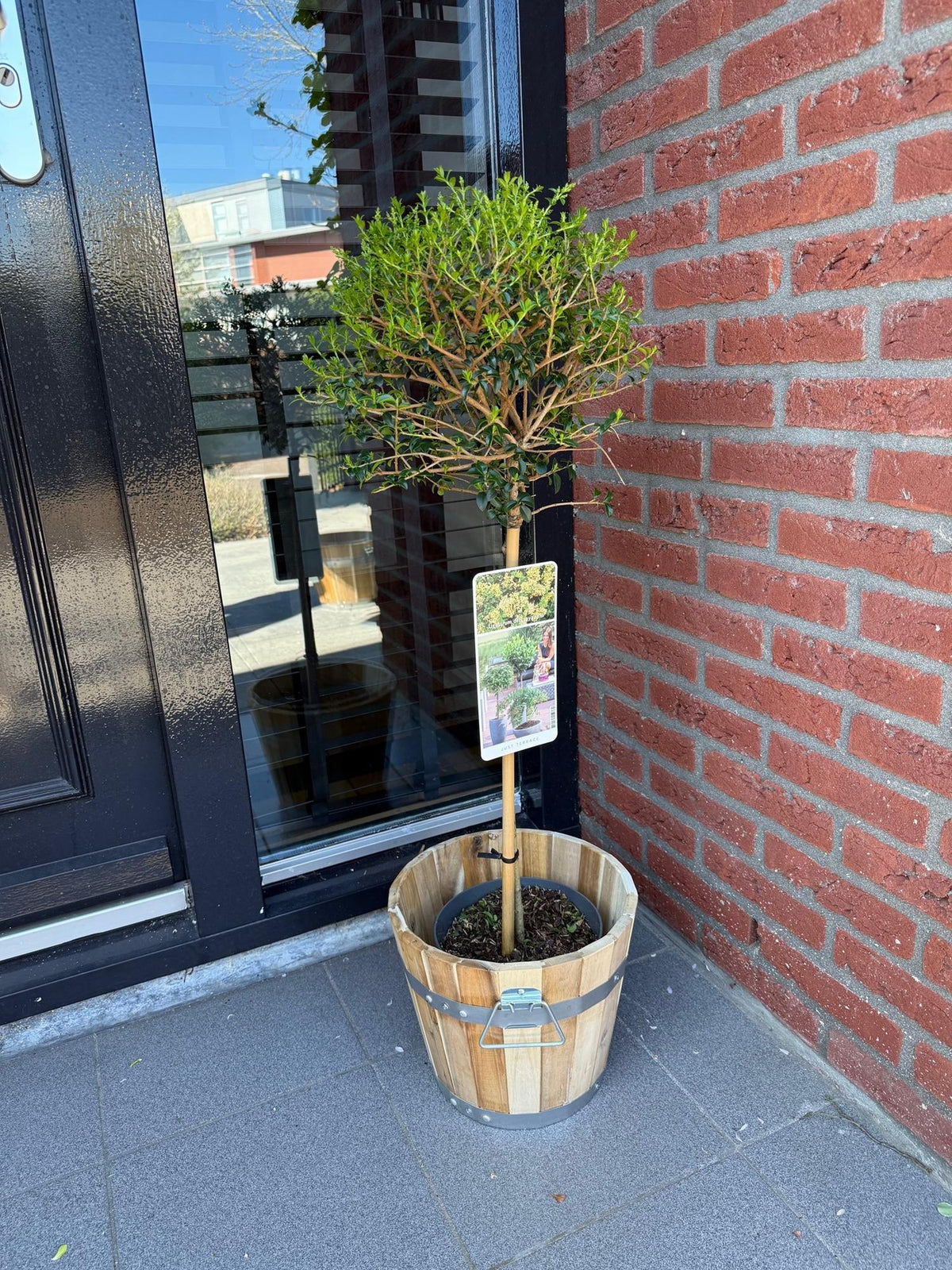 Ligustrum delavayanum, groeiwijze van de plant