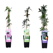 3x - Passiflora mix