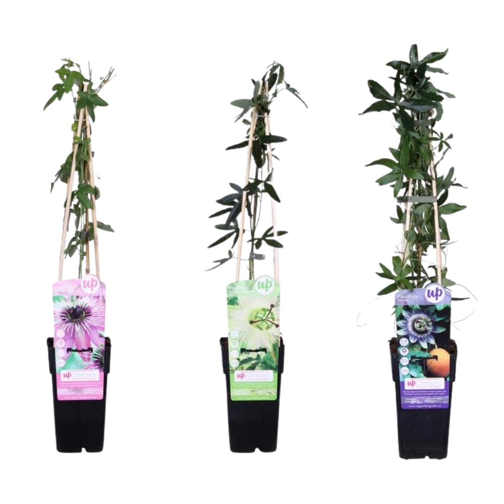 Productfoto van 3x - Passiflora mix